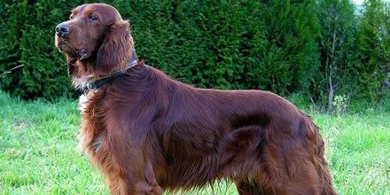 Irish Setter