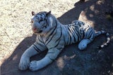 Stofftiger