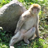 Zoo in der Steiermark: Affe beißt Kind