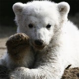 So süß war Knut