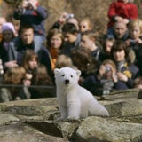 So süß war Knut