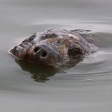 Legendäre Riesenschildkröte gefangen