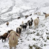 Eisheilige bringt Regen, Schnee & Kälte