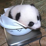 Wei Xing