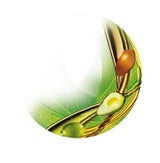 Garnier Fructis Oil Repair