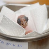 Tierschmuggelring zerschlagen