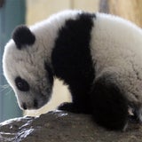 Mutiger Klettermax Fu Hu