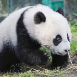 Fu Hu traut sich ins Freie