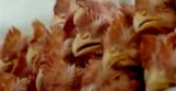 huhn1