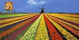 s_tulpenbluete_holland