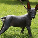 ears_c