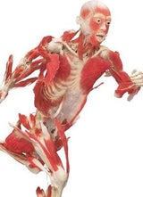 skeleton