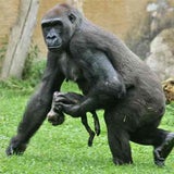 gorilla1-ap
