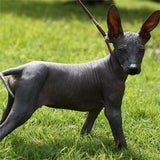 ears