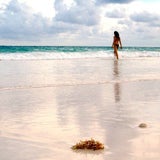 beaches6_sxc