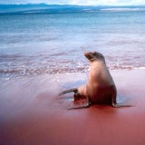 Galapagos Inseln