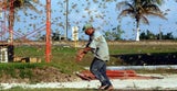 EPA_heuschrecken_cancun