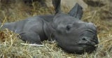 nashorn