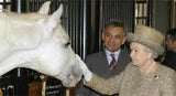 queen_lipizzaner_pre