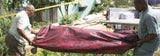 leiche_antigua_ap