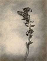 Thomas_Brummett,_Ferns