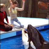 seaworld5_teaser