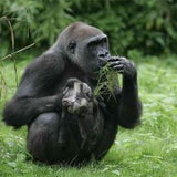 gorilla2-ap