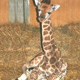 giraffe3