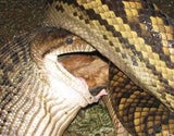 python