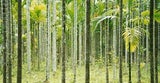061024_andamane2