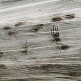 Pfui Spinne: Invasion nach Hochwasser