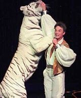 roy_tiger