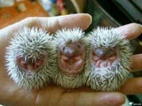 igel2