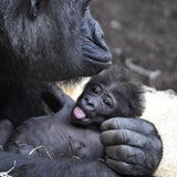 baby_ap