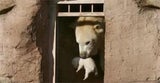 vera-eisbaer-baby
