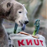 knut04