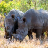 Safari-Abenteuer im Nationalpark