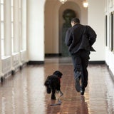 dog3AP