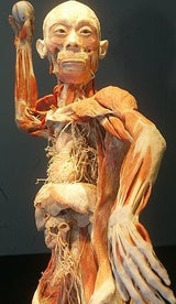 Bodies290
