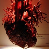 bodies8