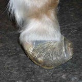 pony_05