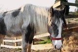 pferd
