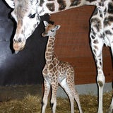 giraffe2