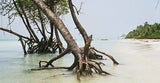 061024_andamane3