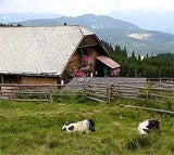 alpanonia2_alpannonia