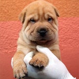 welpen1