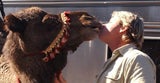AP_steve_irwin_3
