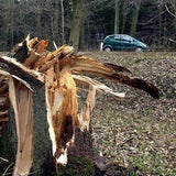sturm-umgeknickter-baum