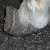 pony_04