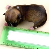 Süßer Mini-Hund benutzt iPhone als Bett